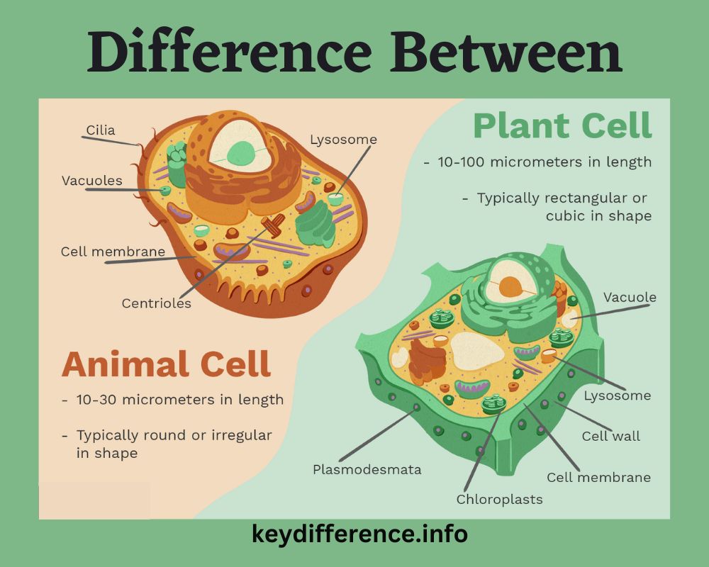 Animal Cell and Plant Cell