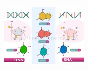 DNA vs RNA: similarities