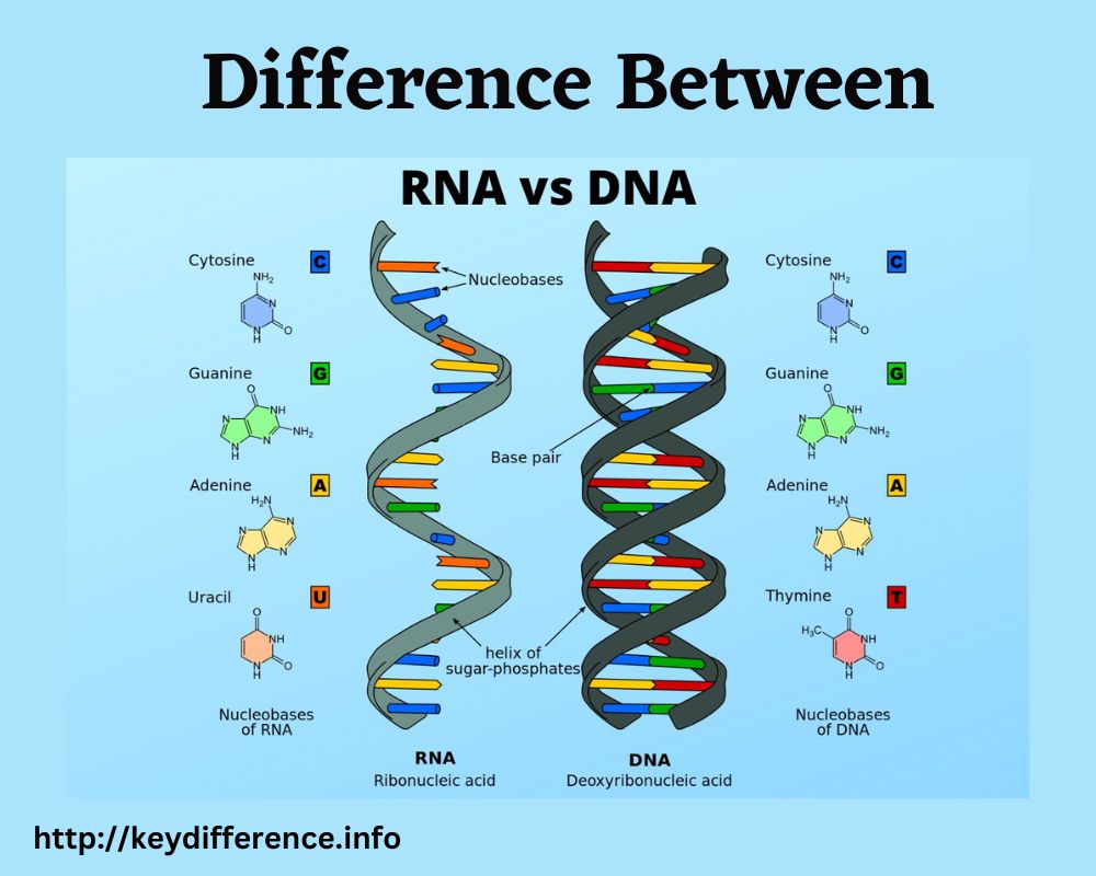 DNA and RNA Structure