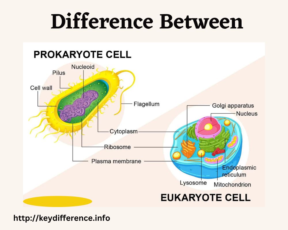 Eukaryotic Cells and Prokaryotic Cells
