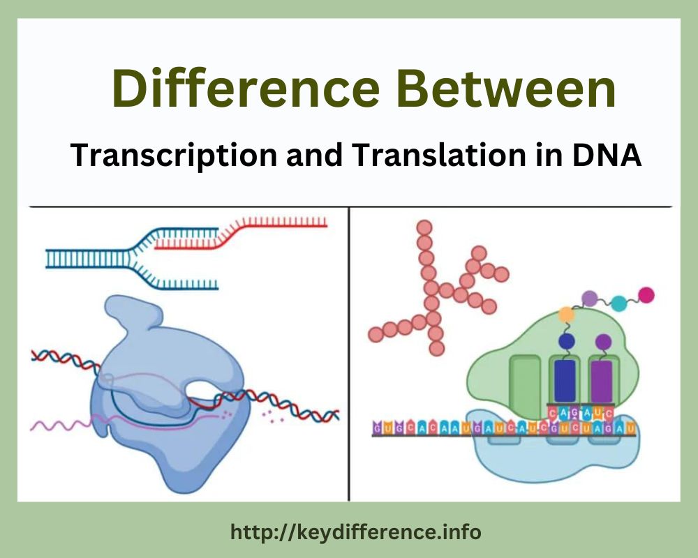 Transcription and Translation in DNA