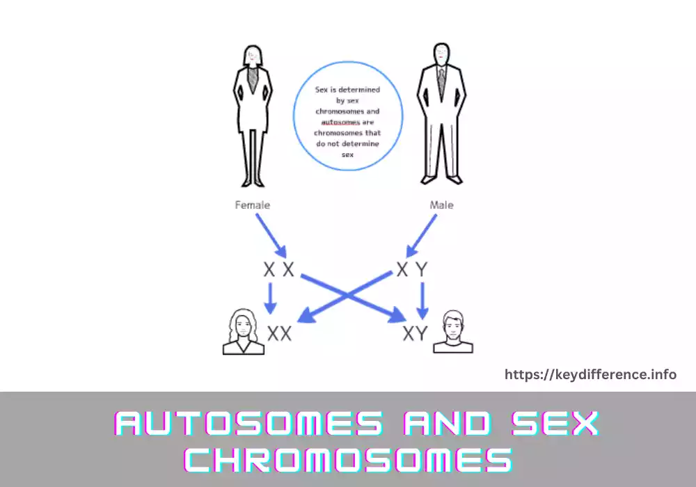 Autosomes and Sex Chromosomes