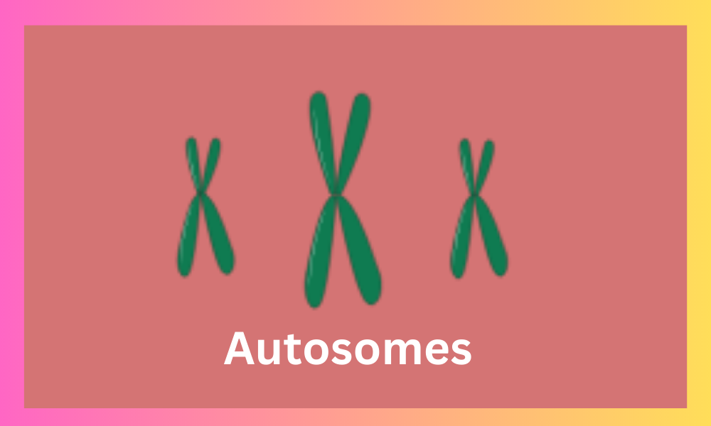 Autosomes