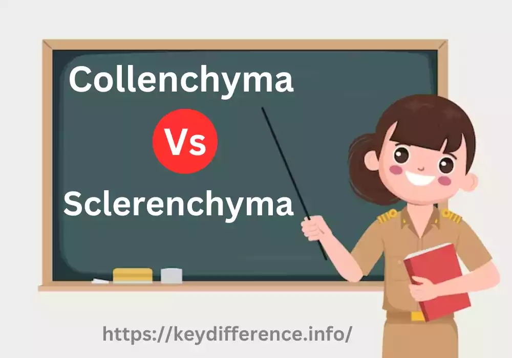 Collenchyma and Sclerenchyma