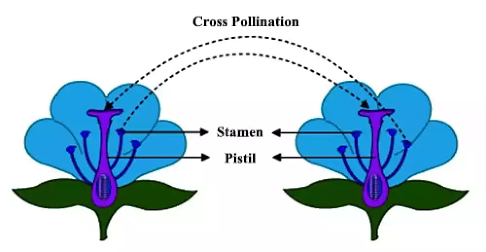 Cross-Pollination