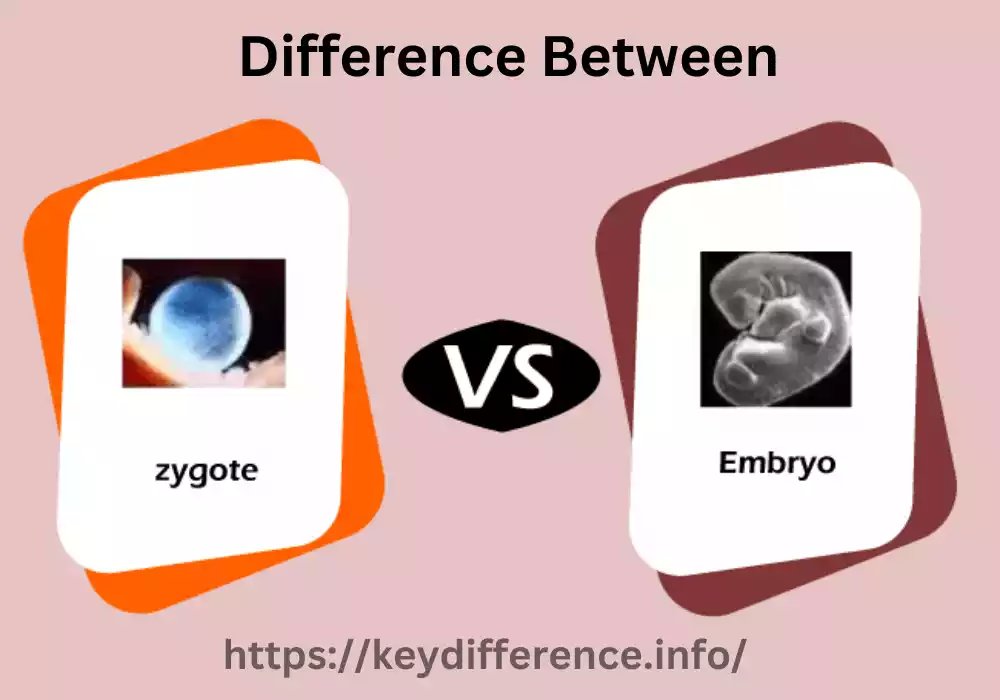 Embryo and Zygote