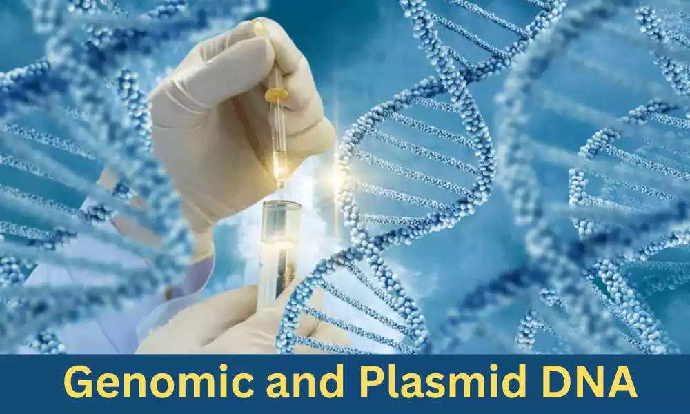 Genomic and Plasmid DNA
