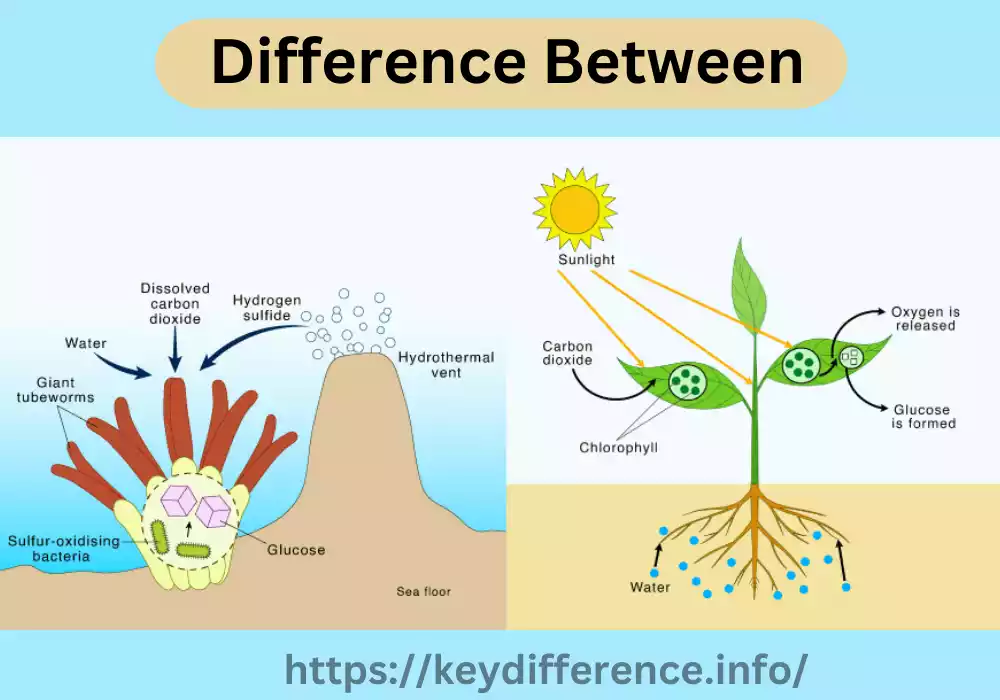 Photosynthesis and Chemosynthesis