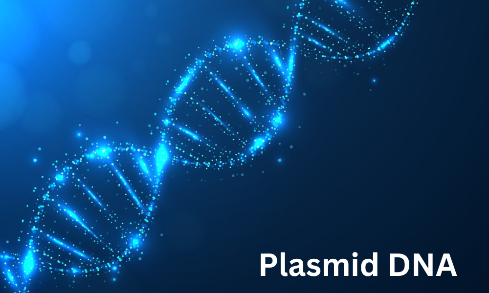 Plasmid DNA