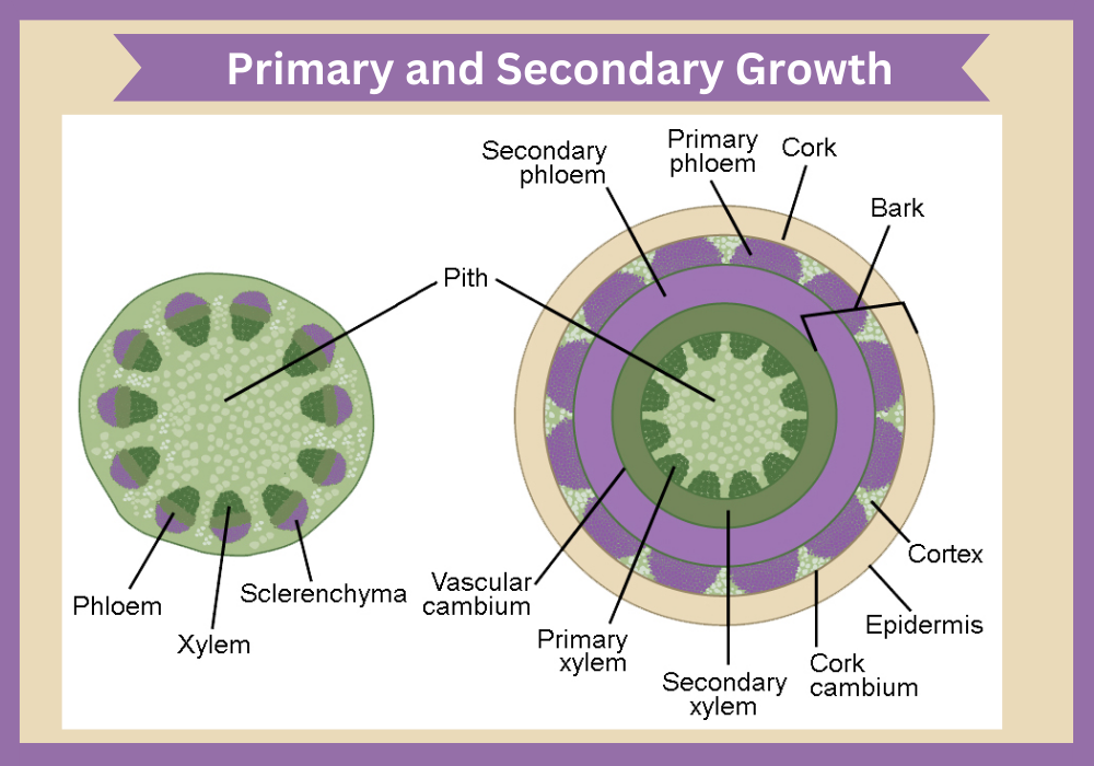 Primary and Secondary Growth