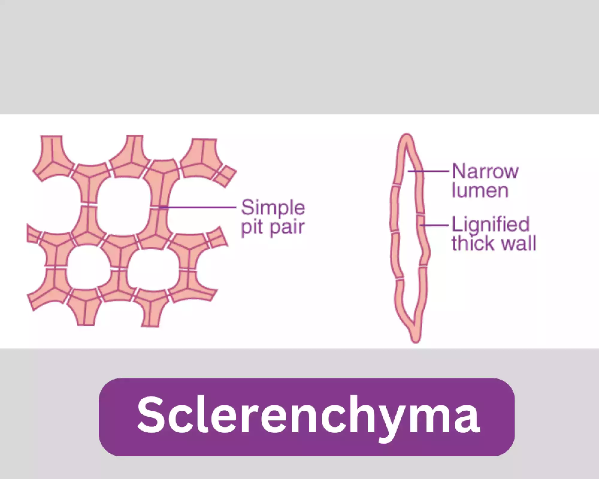 Sclerenchyma