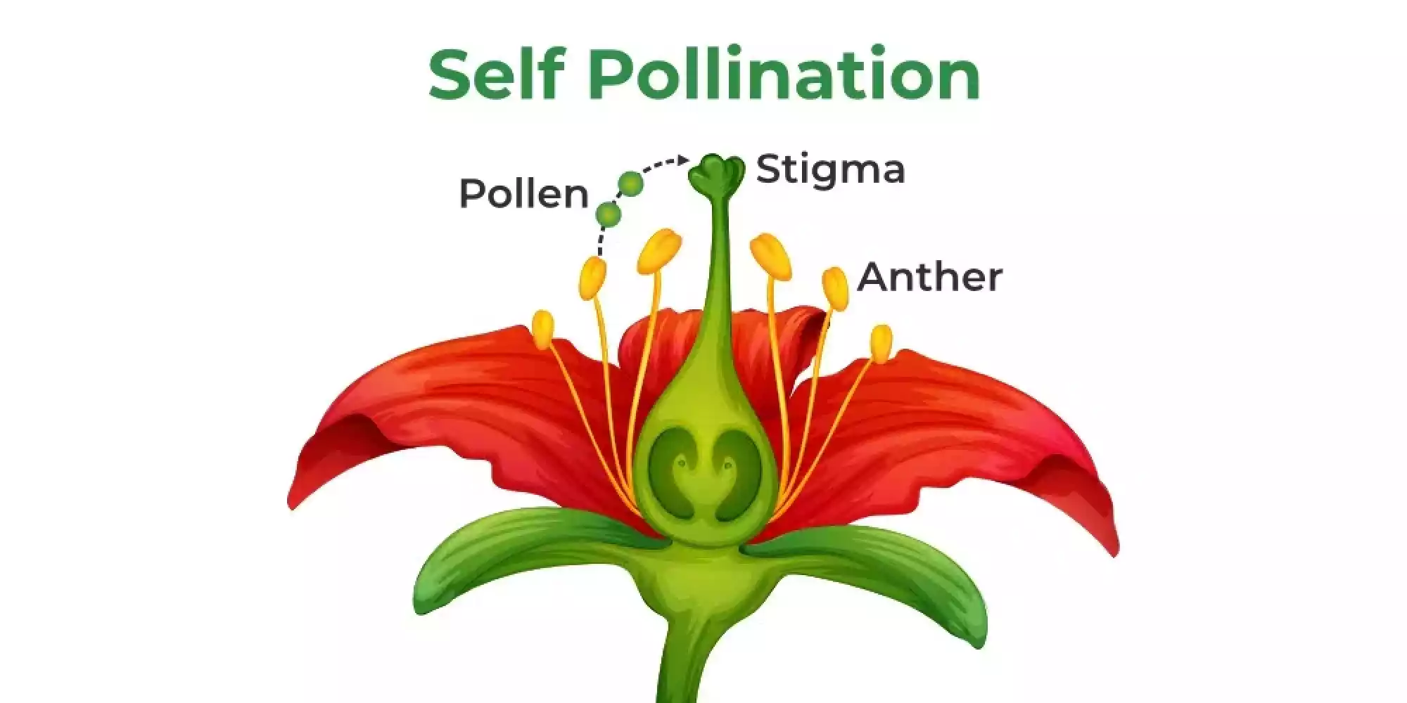 Self Pollination