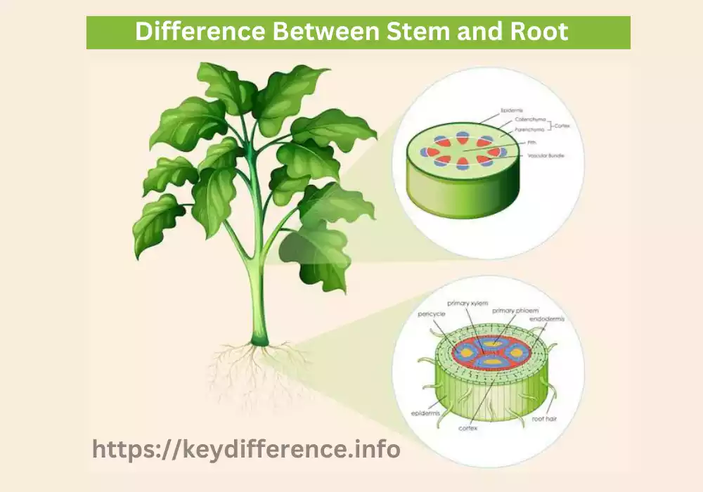Stem and Root