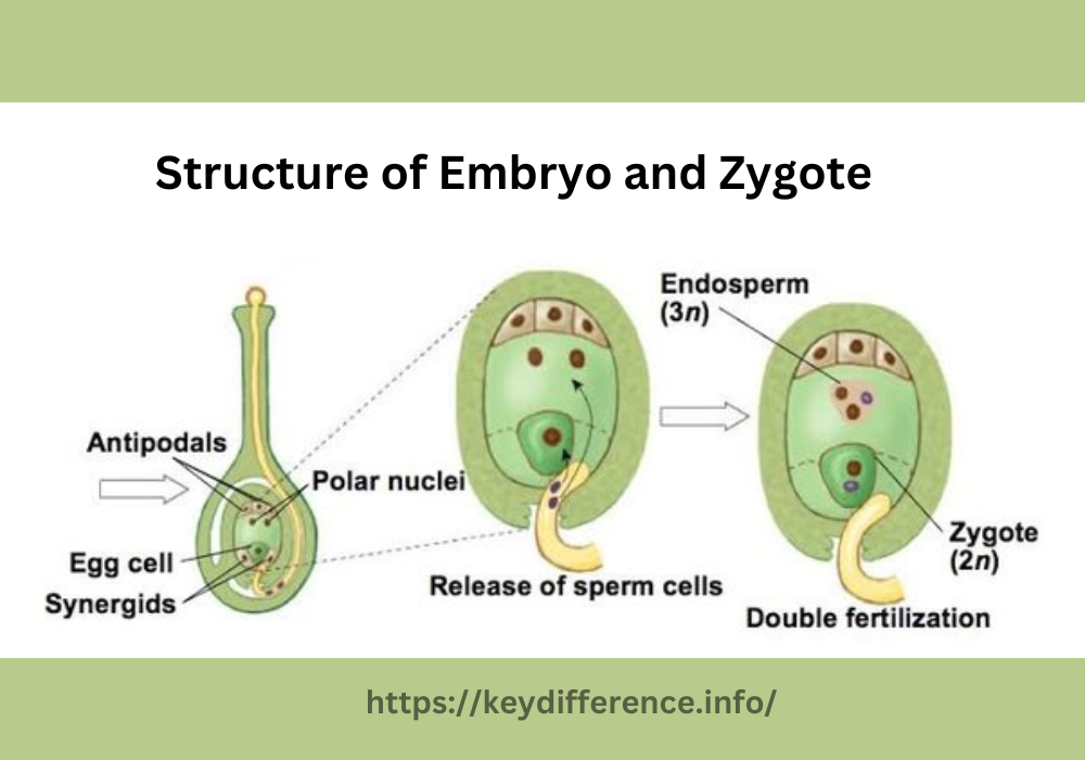 Structure of Embryo and Zygote