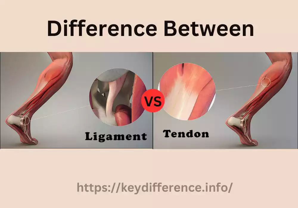 Tendon and Ligament
