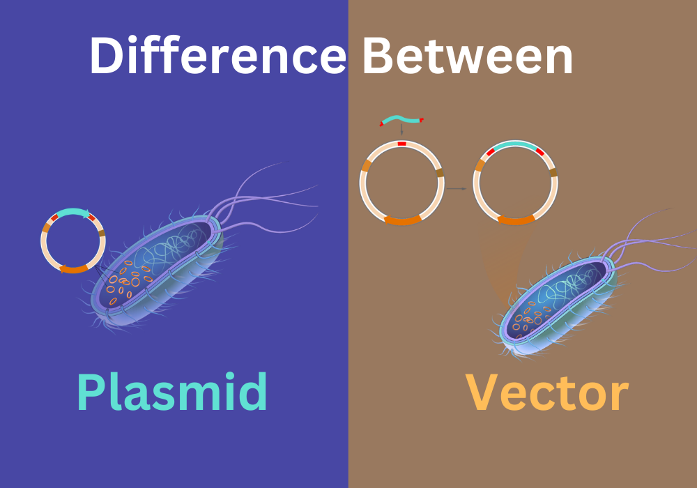 Plasmid and Vector