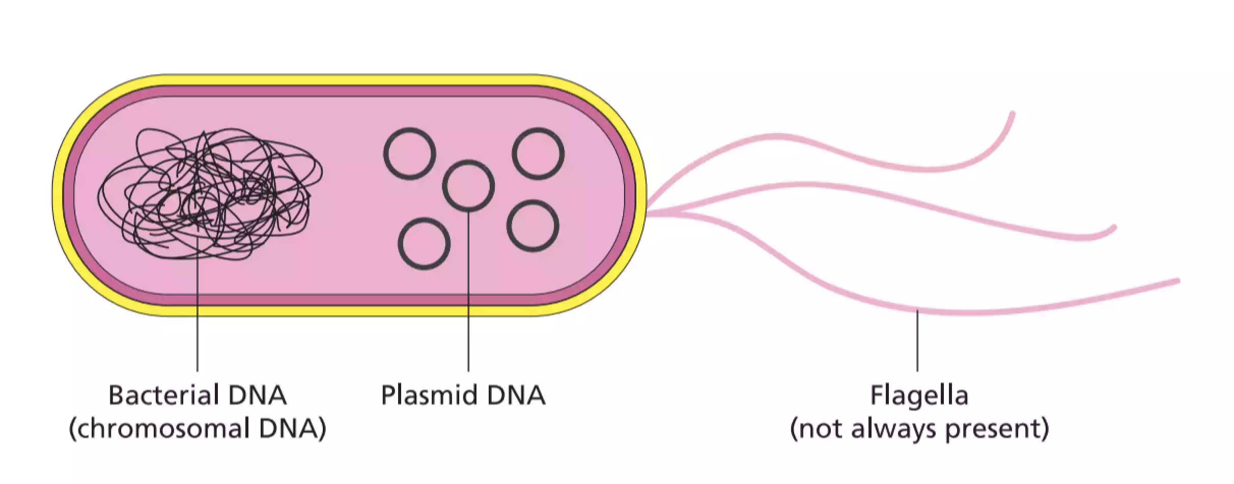 plasmids