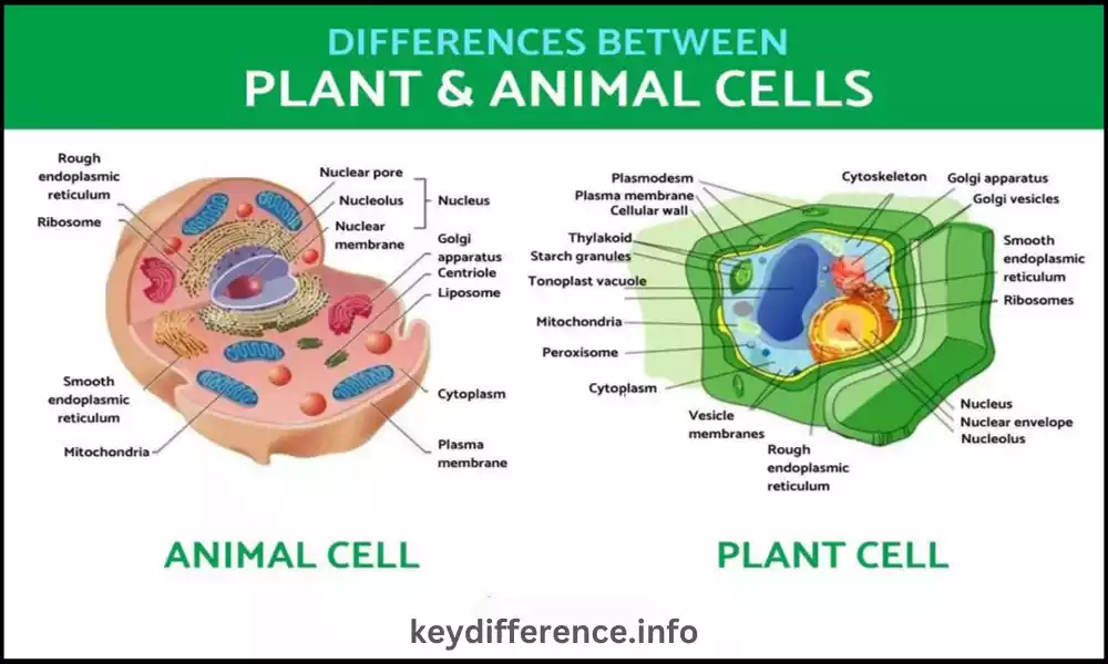 Animal and Plant Mitosis