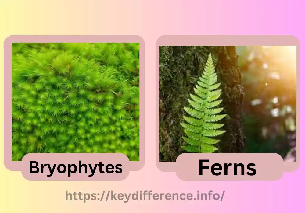 Bryophytes and Ferns