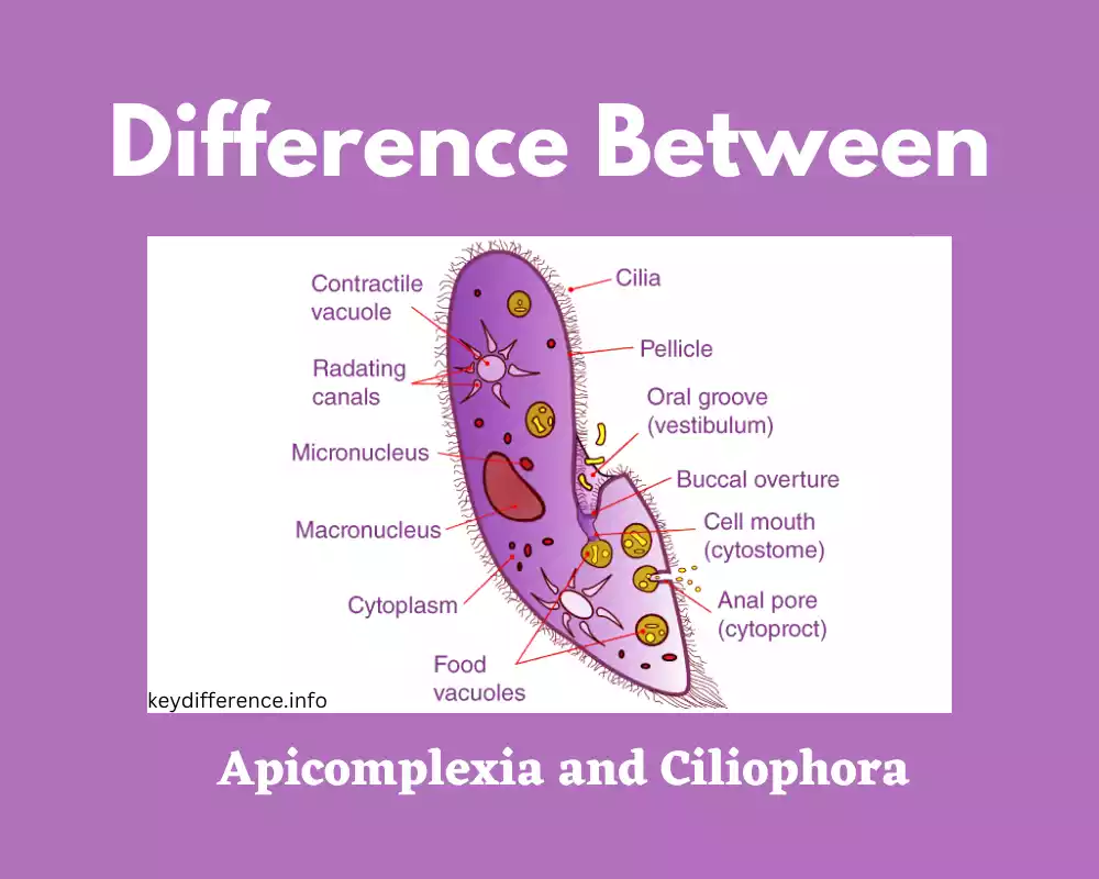Difference Between Apicomplexia and Ciliophora