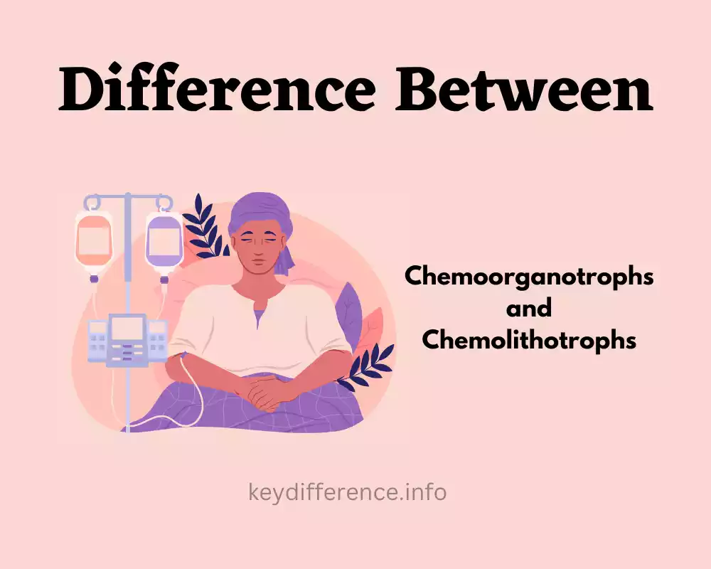 Difference Between Chemoorganotrophs and Chemolithotrophs