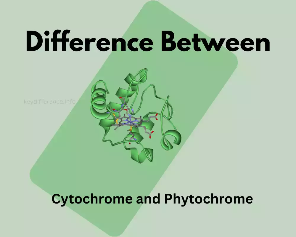 Difference Between Cytochrome and Phytochrome