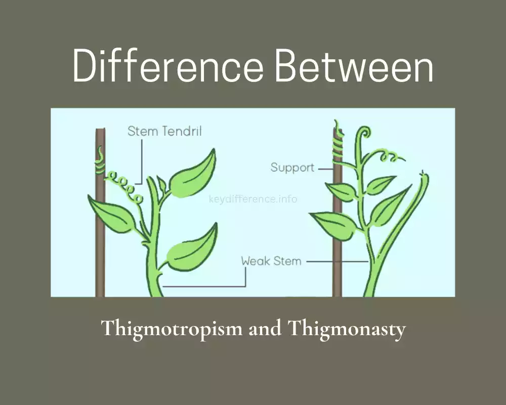 Difference Between Thigmotropism and Thigmonasty