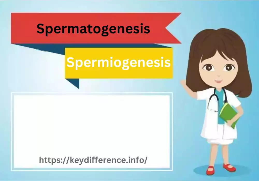 Spermatogenesis and Spermiogenesis
