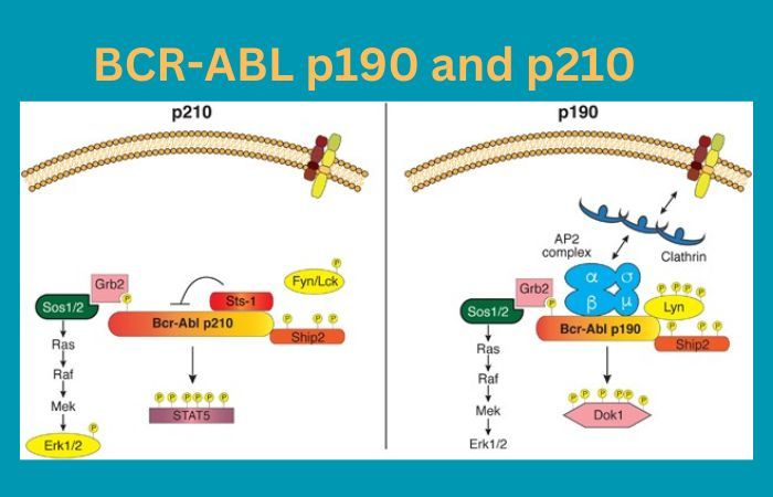 BCR-ABL p190 and p210