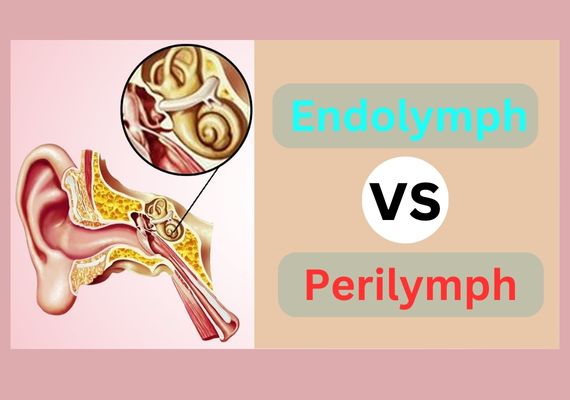 Endolymph and Perilymph