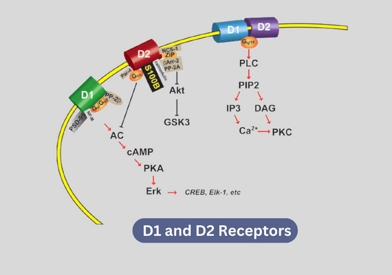 D1 and D2 Receptors