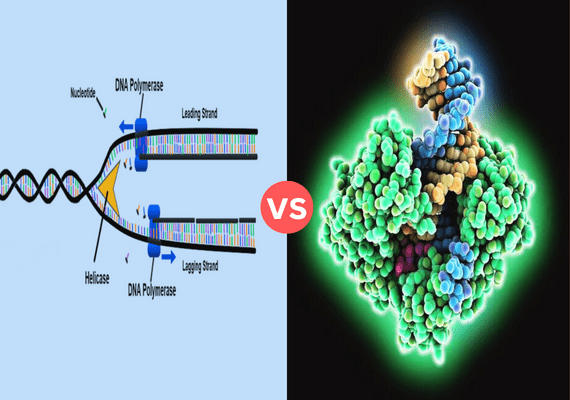 DNA Dependent DNA Polymerase vs DNA Dependent RNA Polymerase