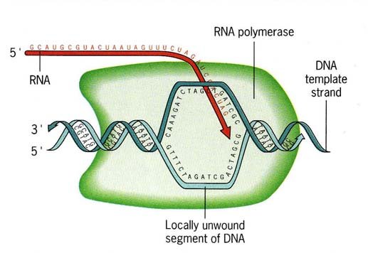 DNA Dependent RNA Polymerase