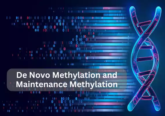 De Novo Methylation and Maintenance Methylation