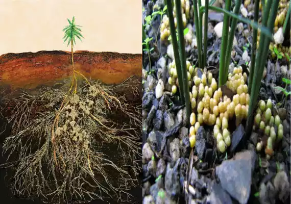 Mycorrhiza and Coralloid Roots