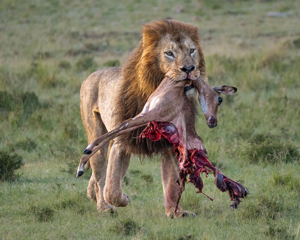 Lion Hunting Techniques and Diet