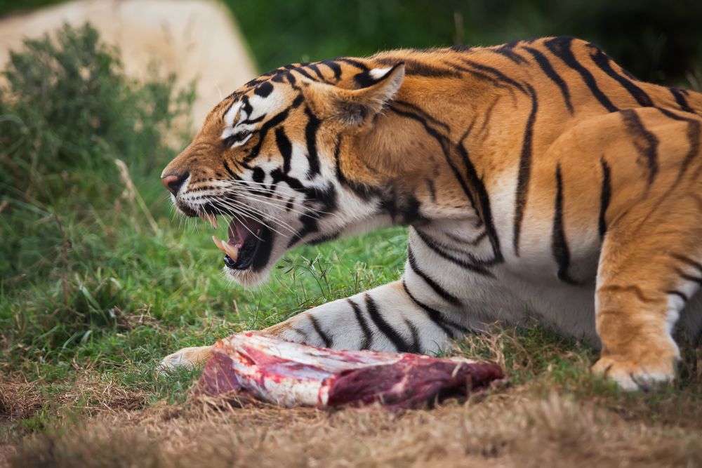 Tiger Hunting Techniques and Diet