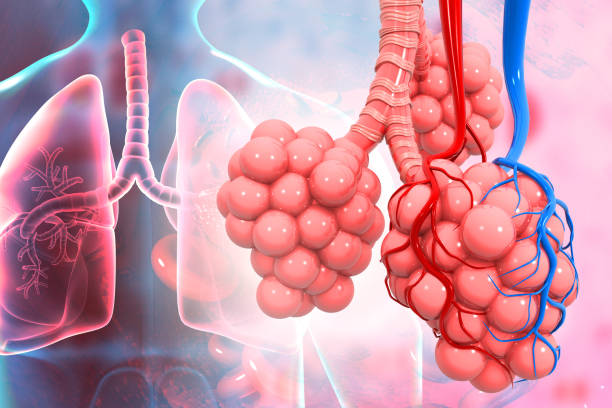 Alveoli and Alveolus