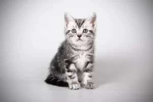 American Shorthair cats