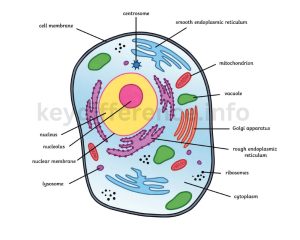 Animal Cells