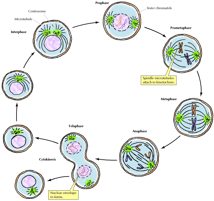 Animal Mitosis