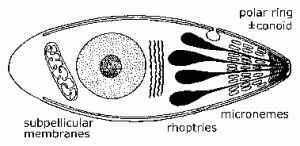 Apicomplexia