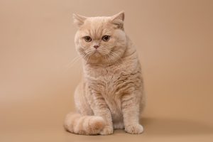 British Shorthair cats