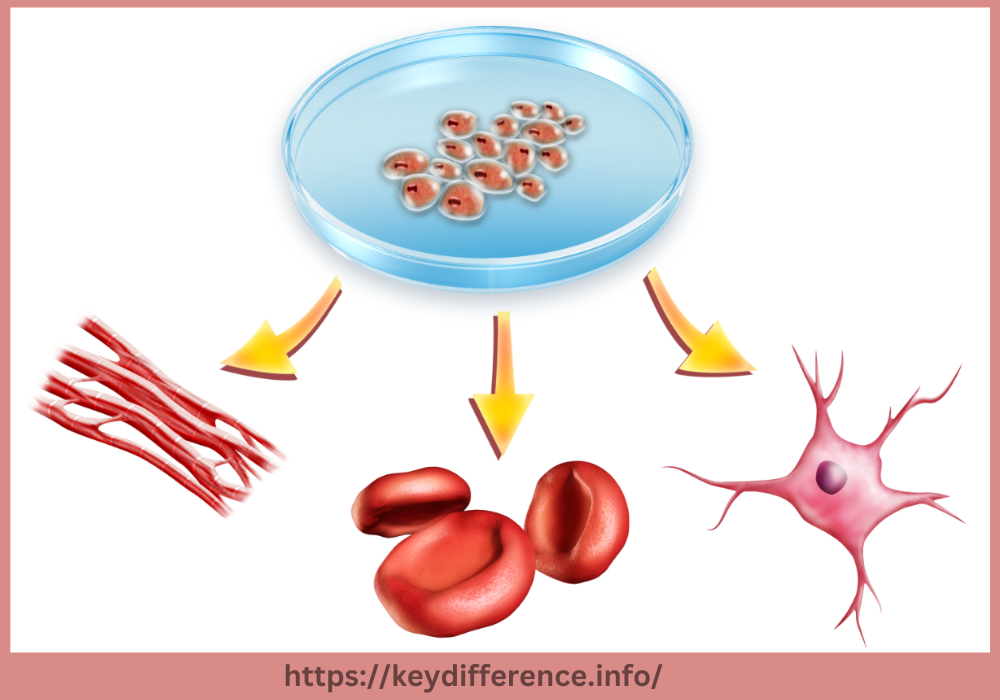 Cellular Differentiation