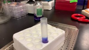 Cesium Chloride Centrifugation