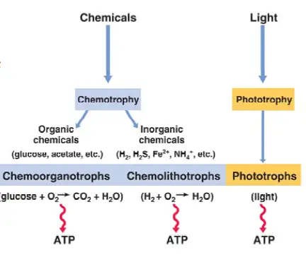 Chemoorganotrophs