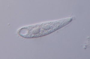 Ciliophora