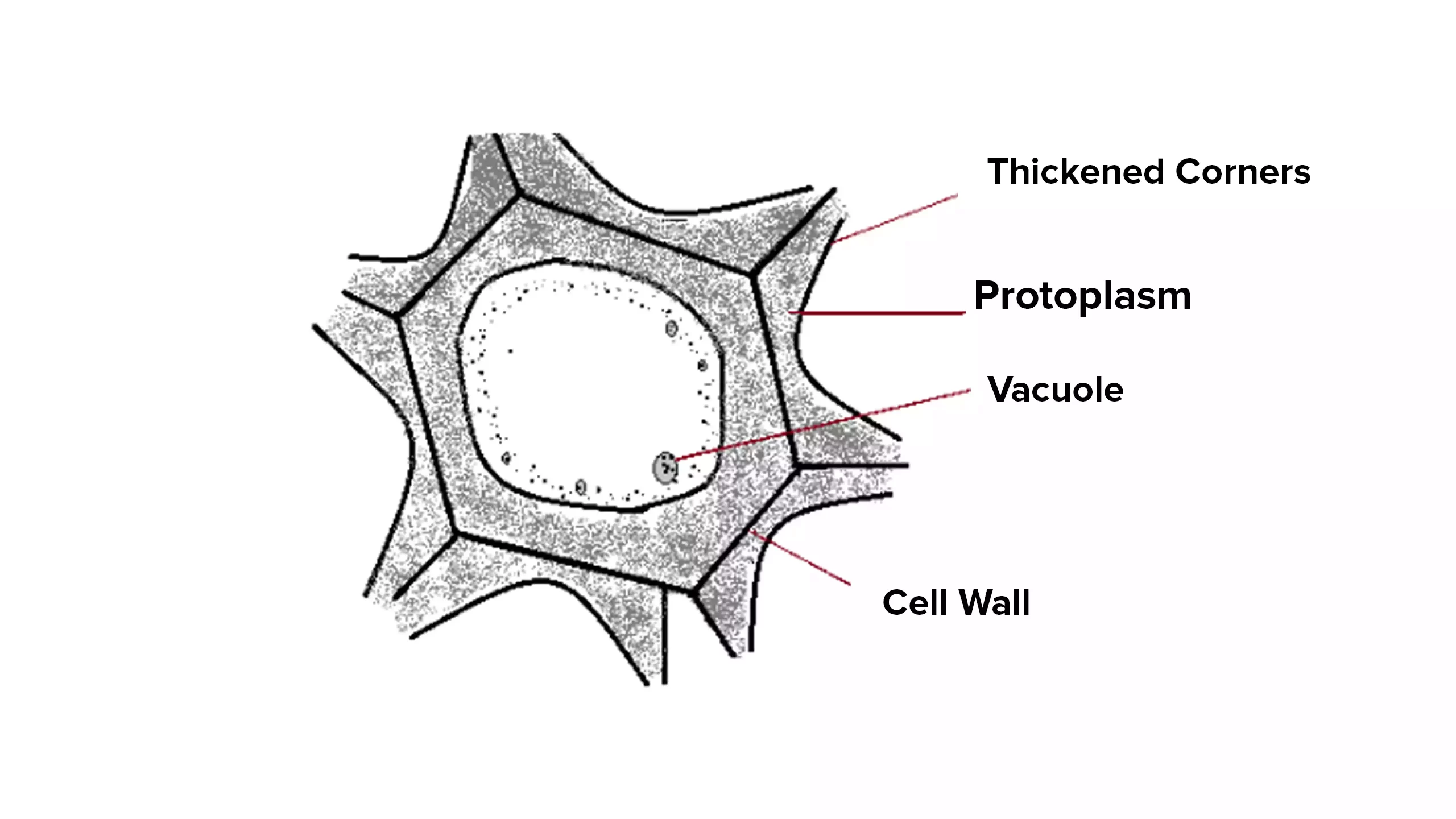 Collenchyma