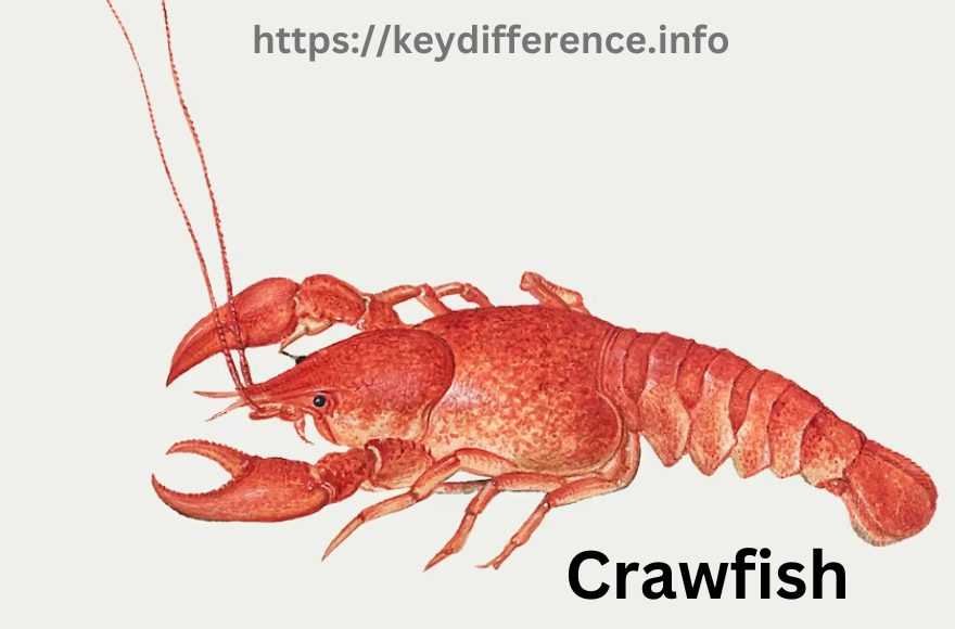 Crawfish