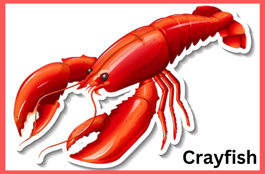 Crayfish